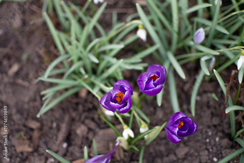 Purple crocuses and snowdrops in spring