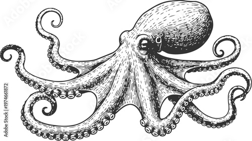 Detailed black and white octopus illustration with swirling tentacles and textured body