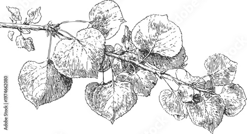 Detailed vintage illustration of a linden tree branch with leaves and buds in black and white