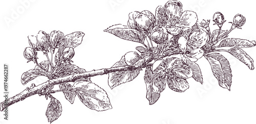 Detailed botanical sketch of flowering branch with leaves and blossoms in vintage