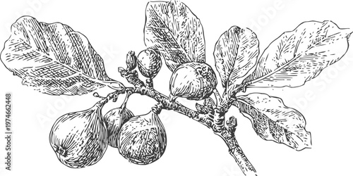 Figs branch with leaves and ripe fruit illustration detailed botanical sketch of fig tree produce