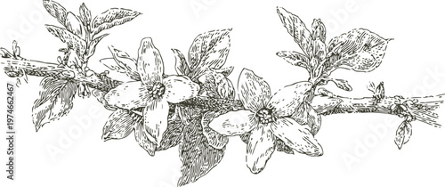 Vintage botanical illustration of flowering branch with detailed leaves and blossoms