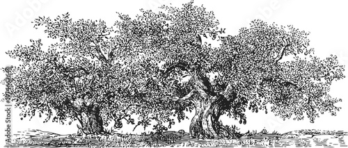 Two ancient olive trees with sprawling branches and foliage in detailed ink drawing