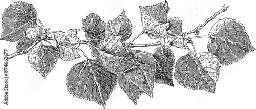 Detailed black and white botanical illustration of linden tree branch with leaves and flowers