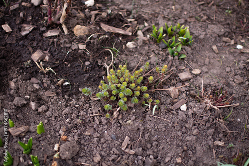 Spring sprouts emerging from soil