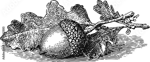 Detailed vintage engraving of an acorn and oak leaves on a branch in black and white