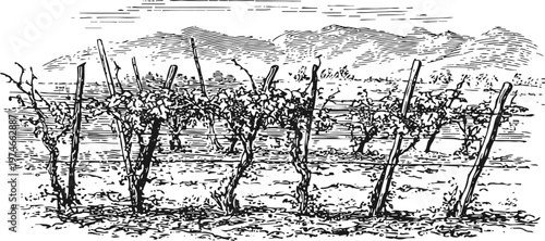 vintage vineyard landscape with grapevines supported by wooden stakes in rural countryside