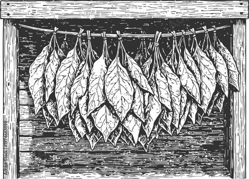 Tobacco leaves hanging to dry in wooden frame vintage hand drawn agricultural curing process illustration