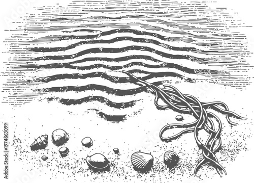 Seashore sand waves and seaweed illustration with shells and pebbles drawing
