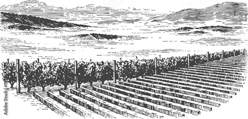 Scenic vineyard landscape with grapevines in rows and hillside mountains in the background