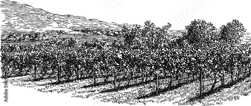 Vineyard landscape with rows of grapevines and distant hills in detailed black and white illustration
