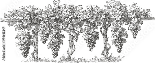 Vintage grapevine illustration with hanging grape clusters on wooden trellis, botanical garden scene