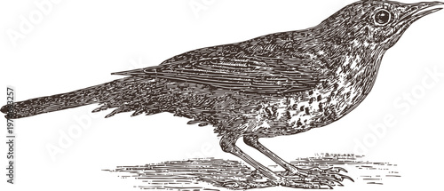Detailed vintage illustration of a thrush bird standing on ground with intricate feather patterns