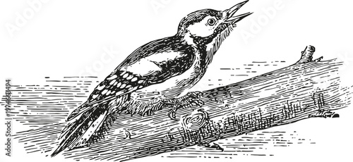 woodpecker bird perched on tree branch chirping, detailed black ink drawing vintage illustration