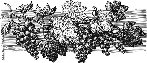 Vintage black and white illustration of grapevine with clusters of grapes and large leaves detail