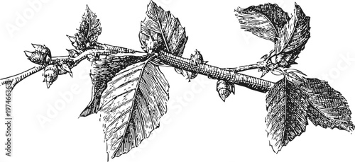 Detailed black and white illustration of a hazel tree branch with leaves and nuts in vintage