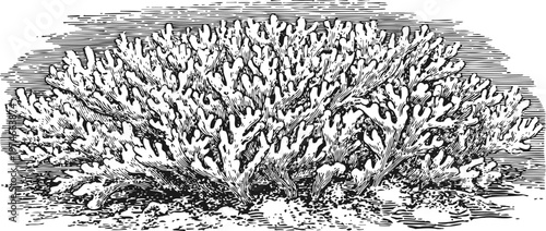 detailed black and white engraved coral reef illustration with textured water background