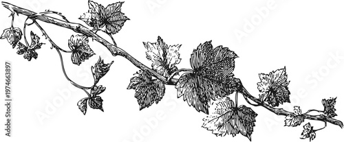 Detailed vintage illustration of a grapevine branch with leaves and clusters, botanical drawing