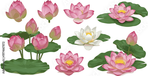 Lotus Flower Vector Set Pink Water Lily Collection with Leaves and Blooming Pond Elements Isolated on White Background Botanical Illustration