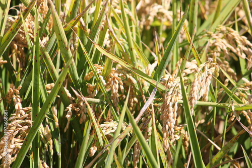 A high-quality close-up of vibrant rice plants (Oryza sativa) growing in the fertile wetlands of the Ebro Delta, Catalonia, Spain. The image focuses on the intricate texture of the stalks and leaves