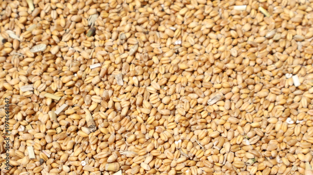 Fototapeta premium Wheat Grain Background: Close-up Texture of Harvested Seeds
