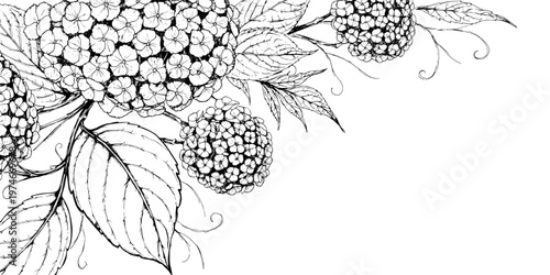 Hand-drawn floral illustration of leaves and berries in black and white  