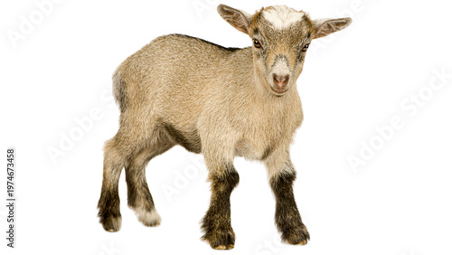 Cuadro en lienzo PNG, goat, goat png, pygmy goat, goat standing, goat isolated, domestic goat, go