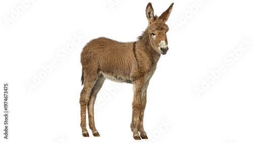 Foto donkey isolated on white background