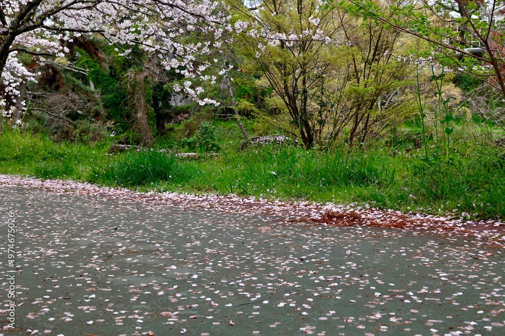 Fototapeta premium 道路に散った桜の花びら・春の風情・緑の草地と落花の情景