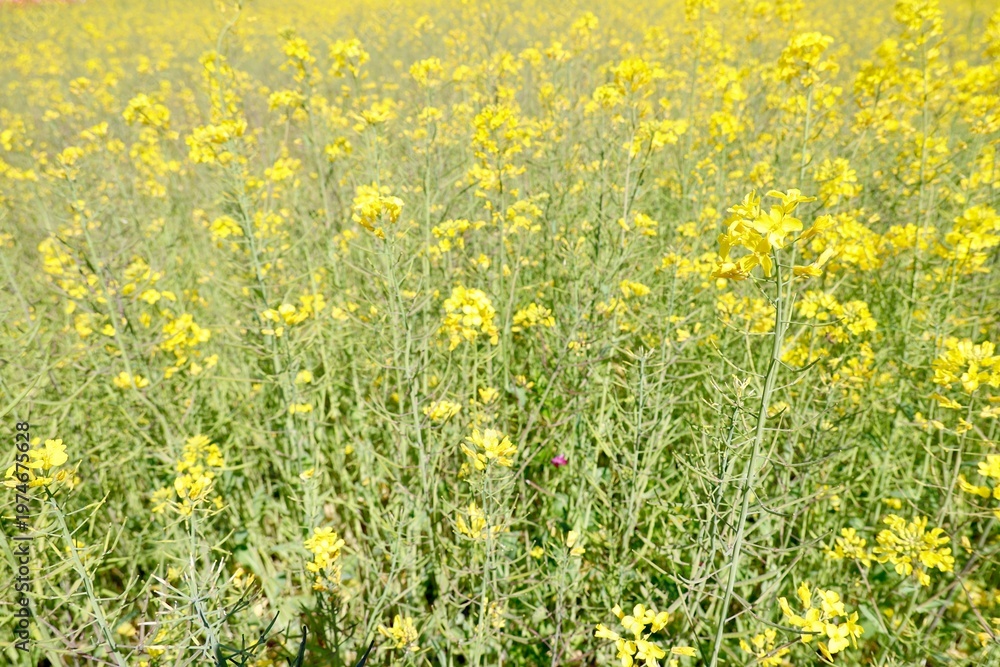 Fototapeta premium 菜の花畑・一面の黄色い花・春の農風景・満開の菜の花