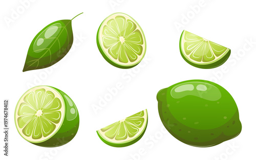 Lime fruit set with whole fruits, slices, halves and leaf, vector illustration for menu design, packaging, food branding and fresh citrus concepts