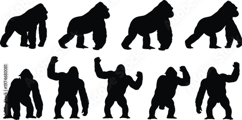 Gorilla silhouettes collection showing different poses and movements, wild animal primate illustration set isolated on white background, wildlife, strength and nature concept