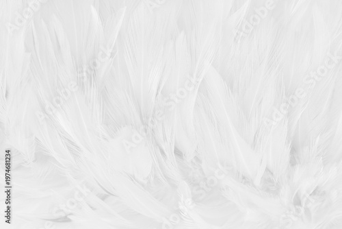 Beautiful white grey bird feathers pattern texture background.