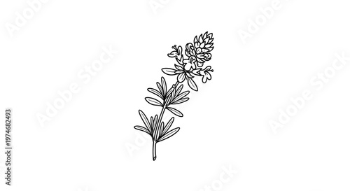 Hand drawn line art illustration of a flowering plant sprig