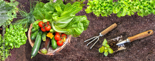 top view on basket filled with picked seasonal vegetables put on the soil in ...