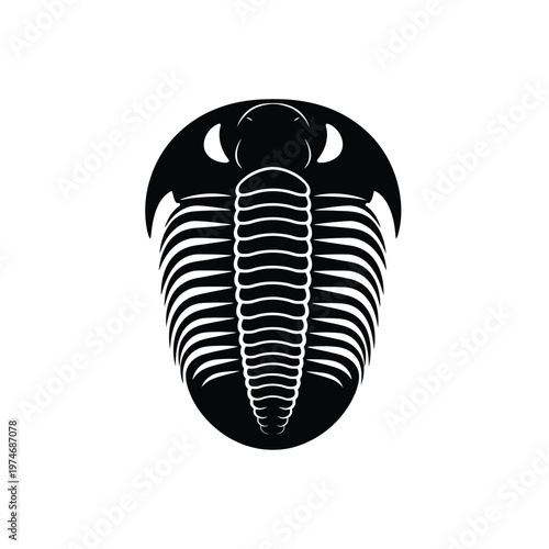 Black and white trilobite fossil on plain background