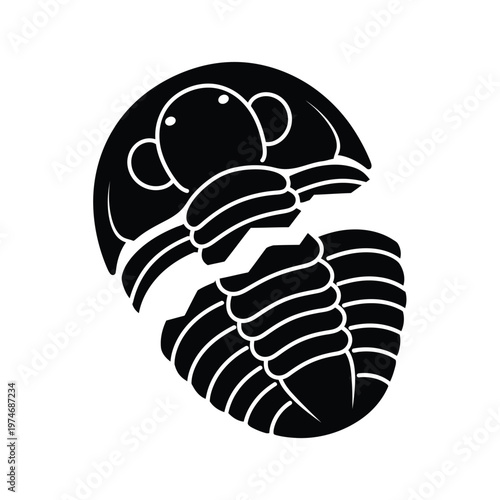 Black and white of a curled up trilobite fossil