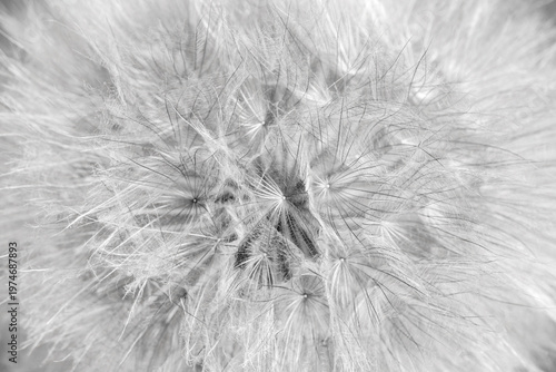 Close-Up Macro Dandelion Seed Head Abstract Texture In Black And White
