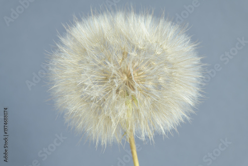 Dandelion Seed Head Close-Up On Light Blue Background Horizontal Format