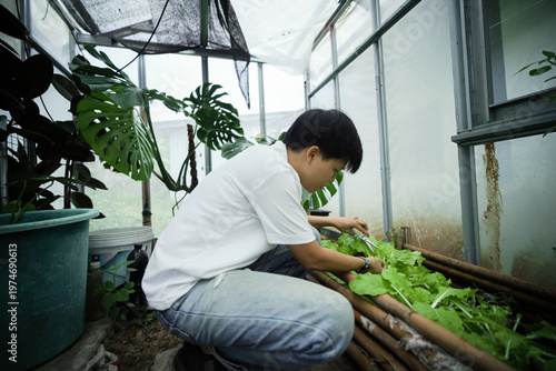 People who take care of cabbage plants, the care before harvesting, growing organic vegetables to eat with their families.