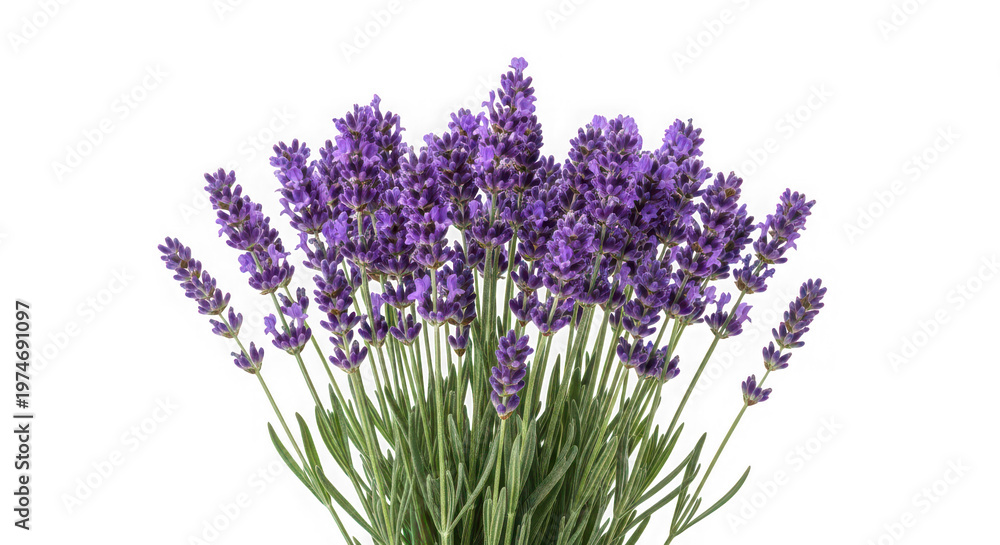 Fototapeta premium Fresh lavender flowers bouquet isolated on transparent background