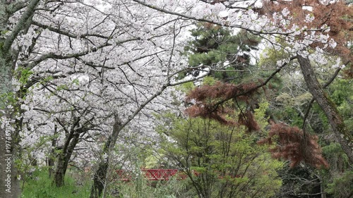 春の桜並木と赤い橋・4月の風情あふれる自然風景