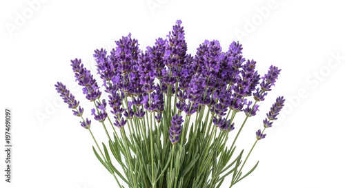 Fresh lavender flowers bouquet isolated on transparent background