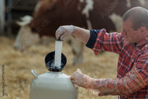 Photos Farmer using liquid nitrogen tank for artificial insemination of cows