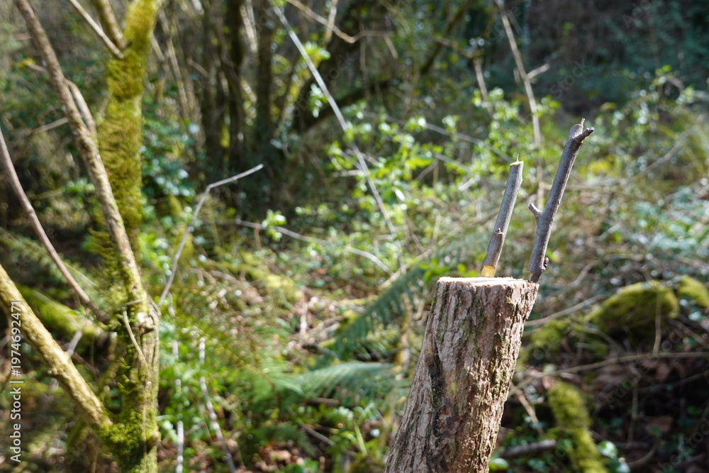 Fototapeta premium Crown grafting new scions on a tree stump