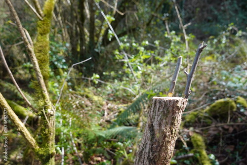 Crown grafting new scions on a tree stump