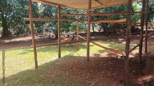 Two chickens in a rustic wooden coop in a tropical setting