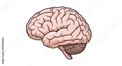 Human Brain Anatomy Medical Illustration.