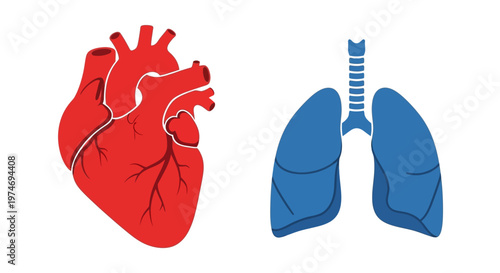 Human Heart and Lung Anatomy.