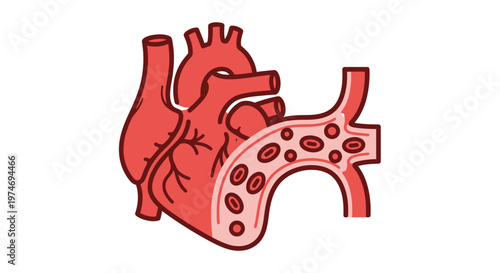 Human Heart Anatomy Medical Illustration.